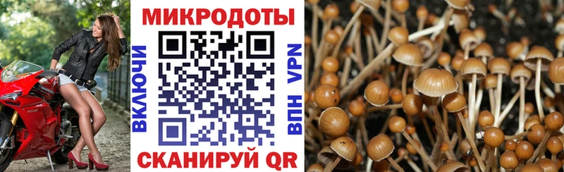 Псилоцибиновые грибы мицелий площадка формула Куса закладка